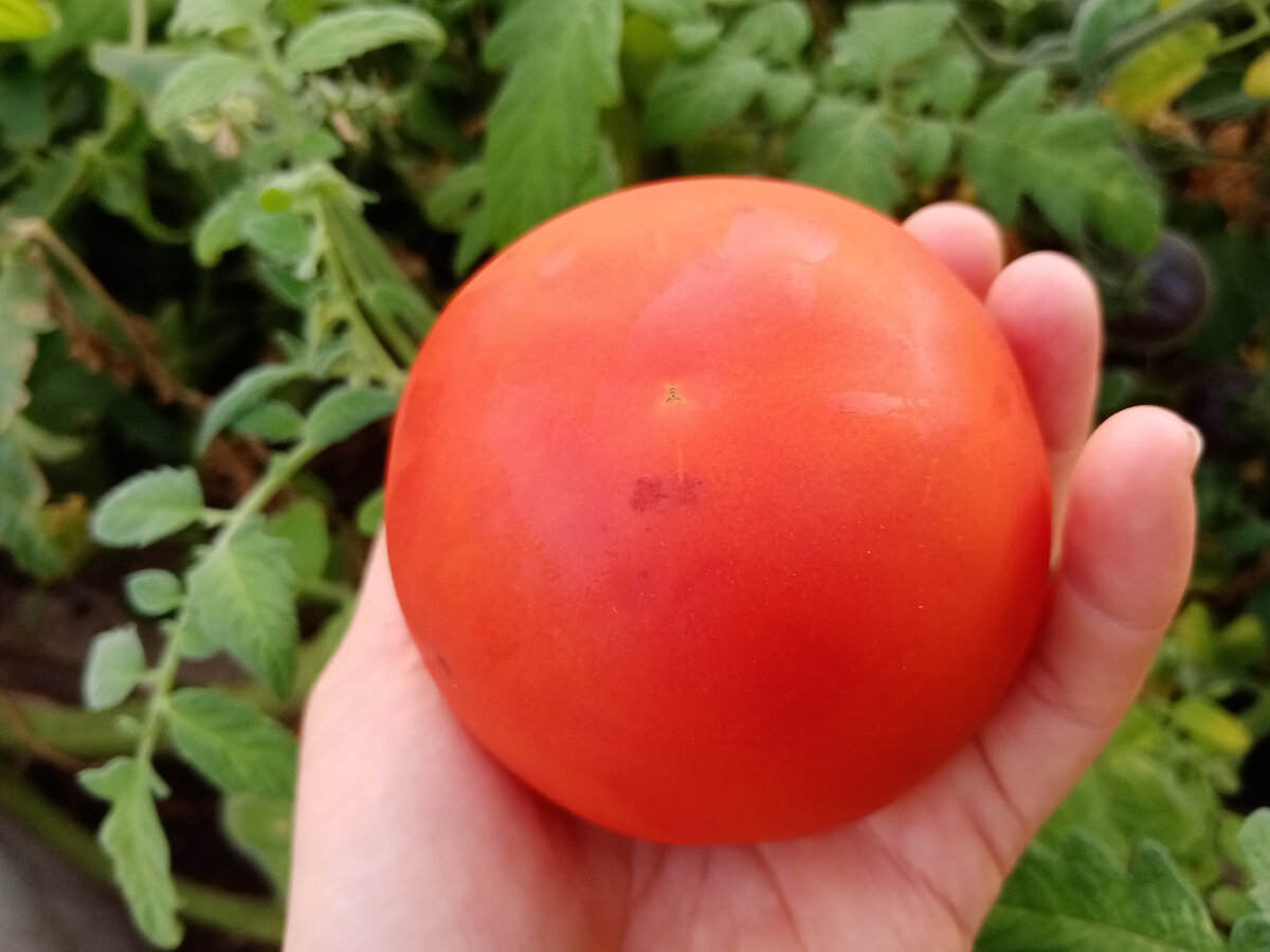 Помидор, который вырос на растении №1