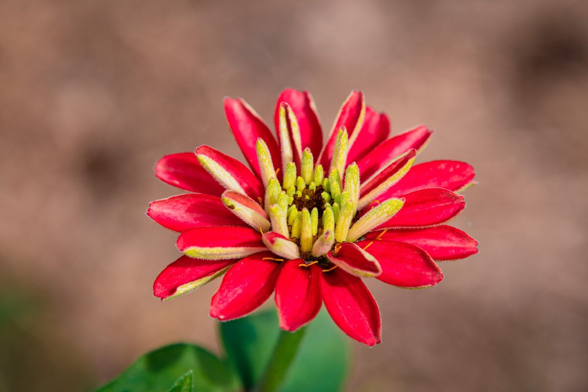 Red Zinnia Flower