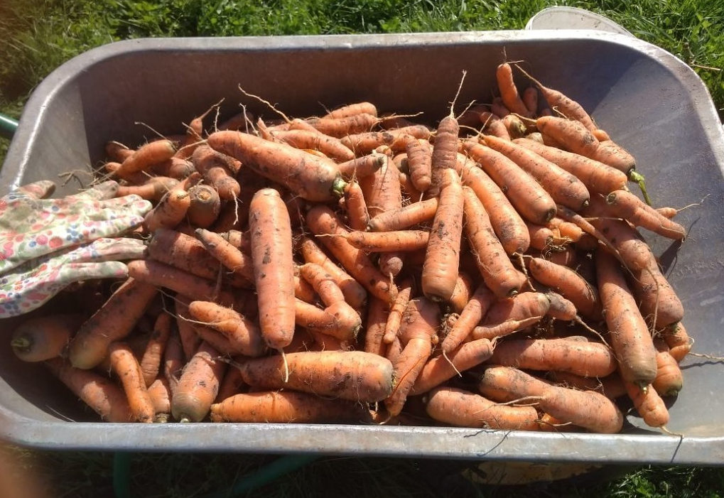 Хранение моркови. Хранение моркови в погребе. Хранение моркови на зиму. Ящик для хранения моркови. Как хранить морковь в погребе зимой
