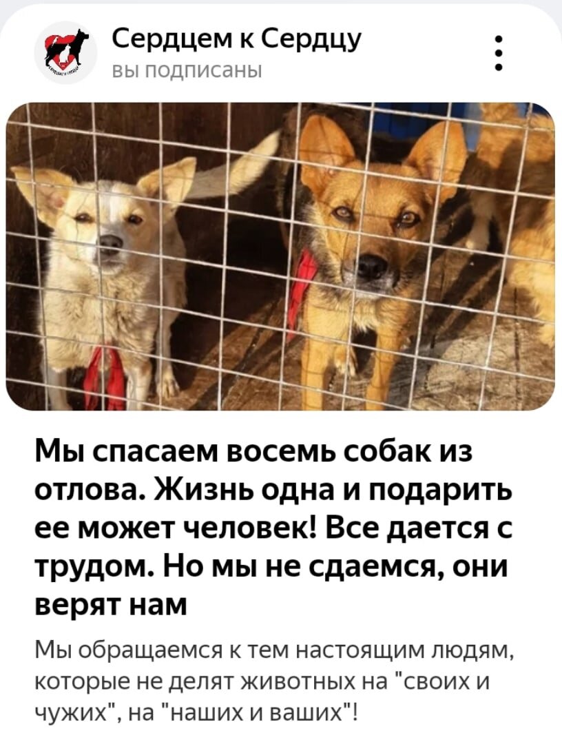 Первая статья про собачек спасённых с отлова