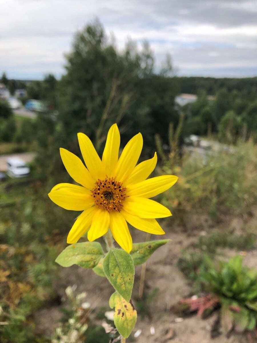 Фотография. Жёлтый цветок.