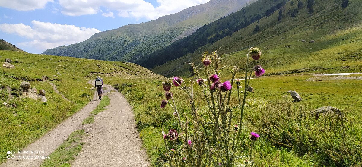 И колючки очаровательные