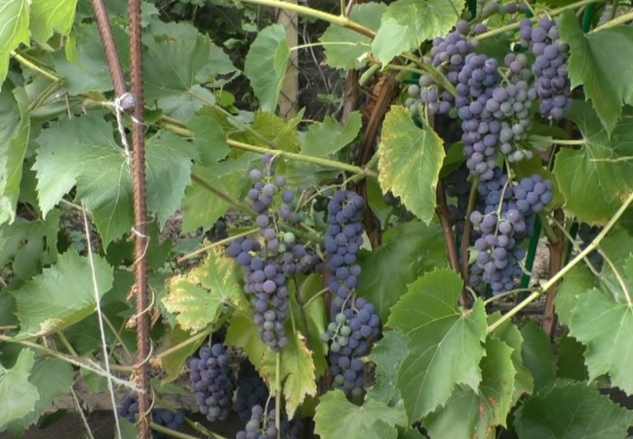 Сорт винограда Зилга