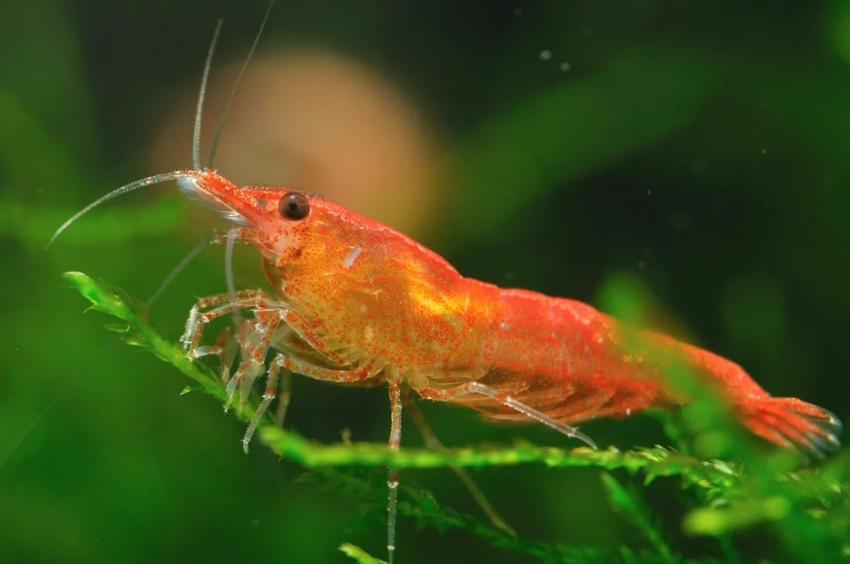 Neocaridina Davidi. Креветки аквариумные Арлекино. Креветка криль. Аквариумные креветки Рид.