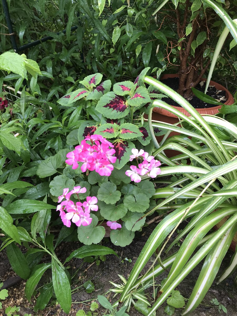 Пеларгонии тоже будем сеять на этой неделе. А это пеларгония в саду прошлым летом.