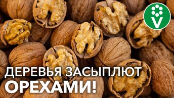 Секрет выращивания грецкого ореха из семян!
