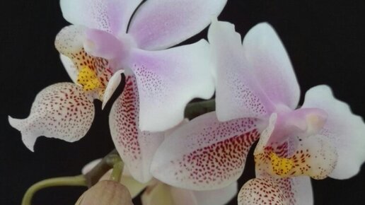 Орхидея филадельфия старого образца