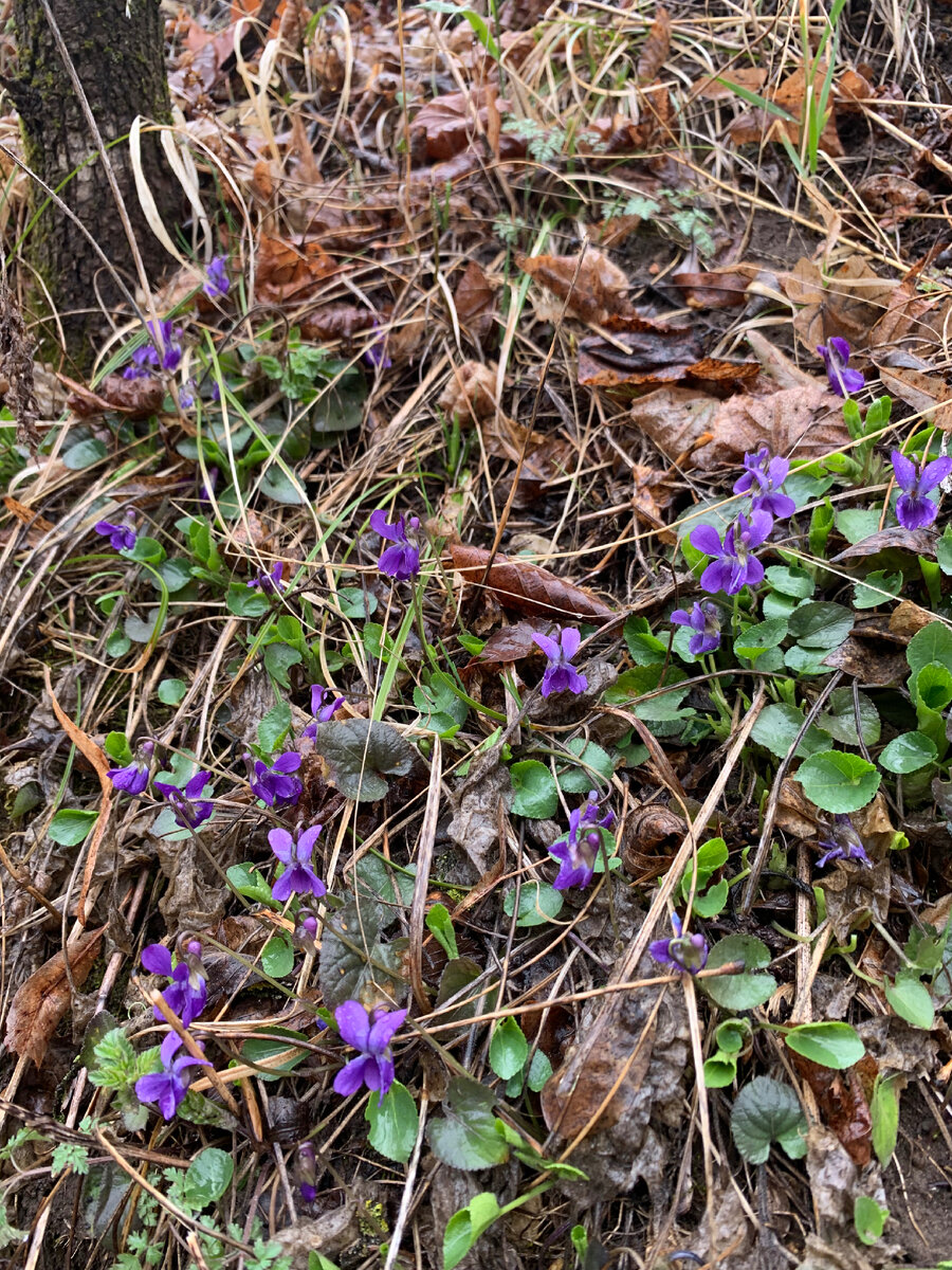 Viola odorata Фиалка душистая