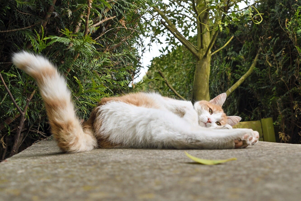 😾Правда ли, что если тянуть кота за хвост, он начнет гадить, где попало |  Нос, хвост, лапы | Дзен