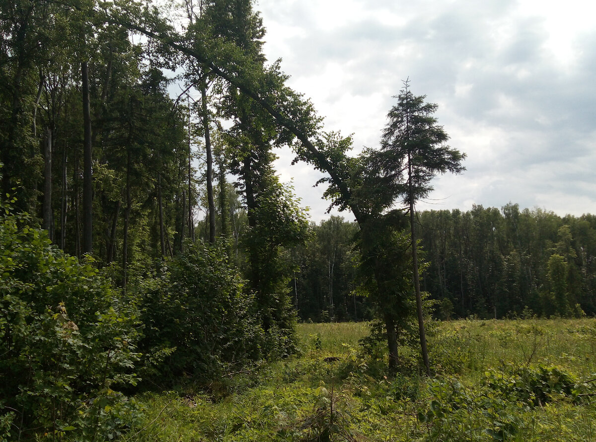 Поляна в лесу. Фото автора.