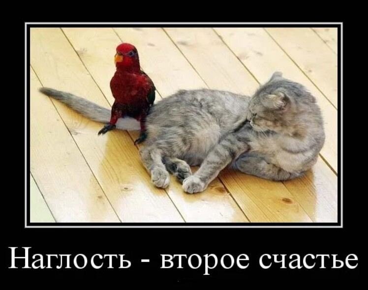 Яндекс картинки