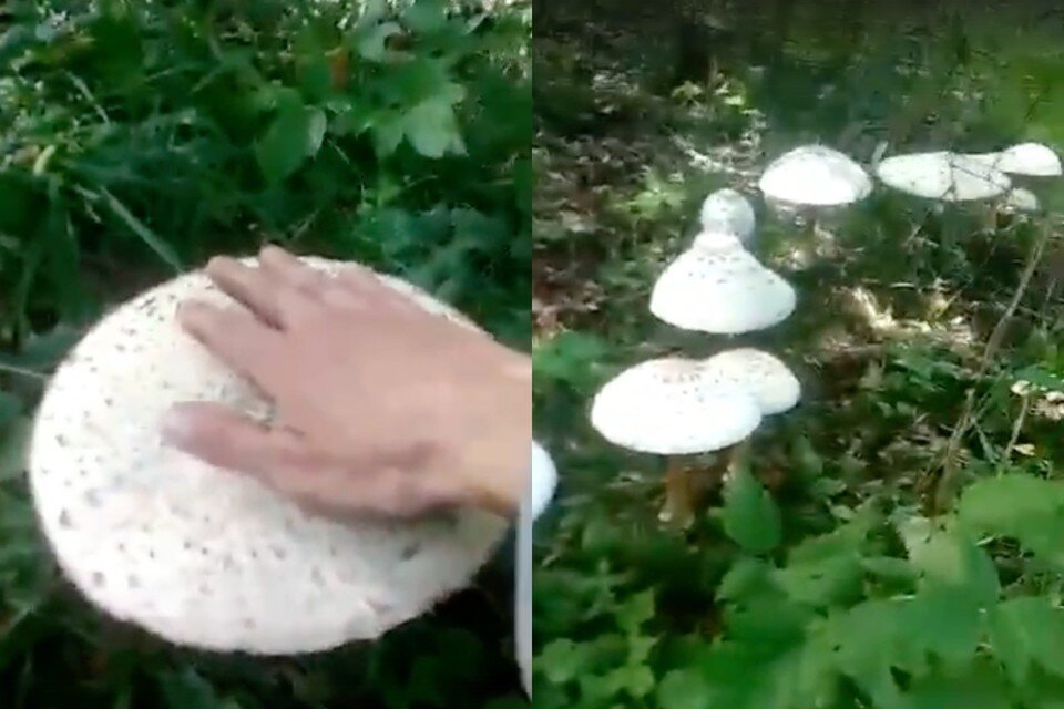     Гриб съедобный и по вкусу напоминает курицу. Фото: кадры из видео