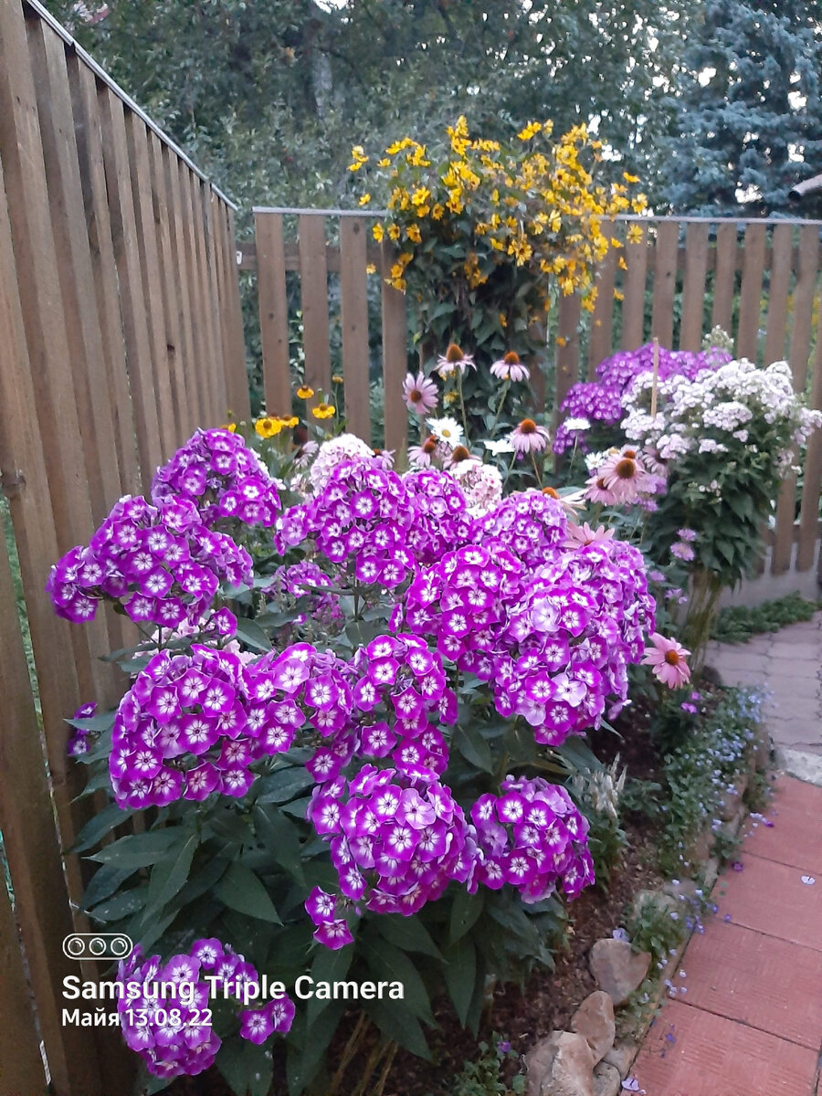 Флокс Лаура