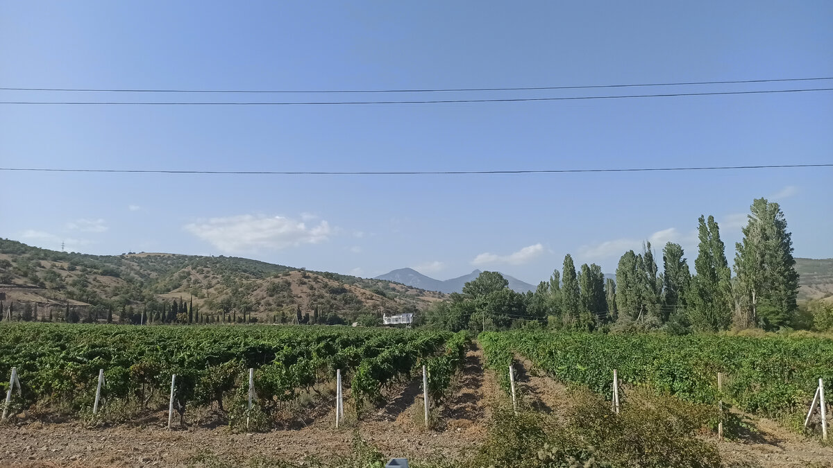 Виноградники в Приветном