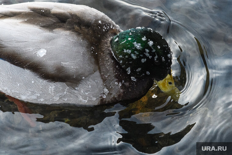    Селезень по кличке Байден оказался уткой