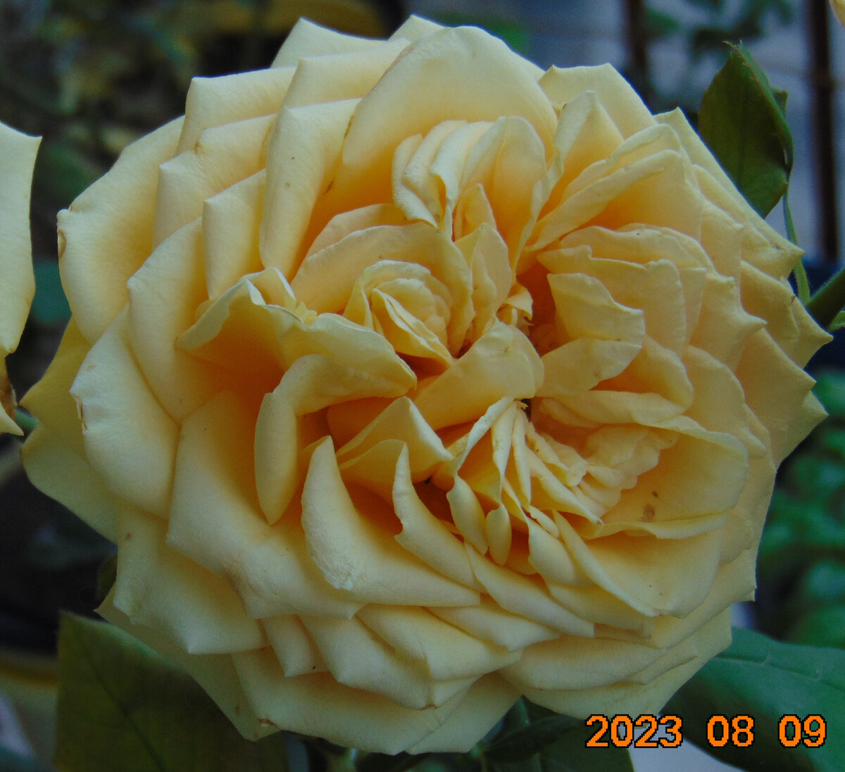 Центральный цветок розы Гейша