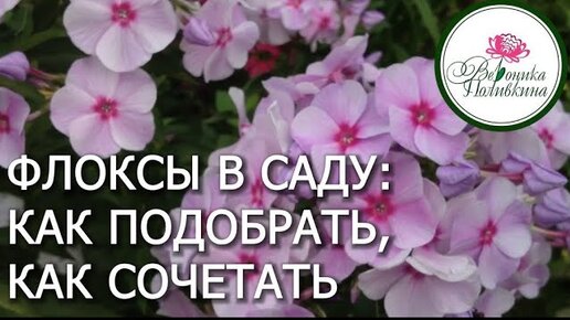 ФЛОКСЫ ДЛЯ САДА - КАКИЕ ВЫБРАТЬ, КАК СОЧЕТАТЬ МЕЖДУ СОБОЙ