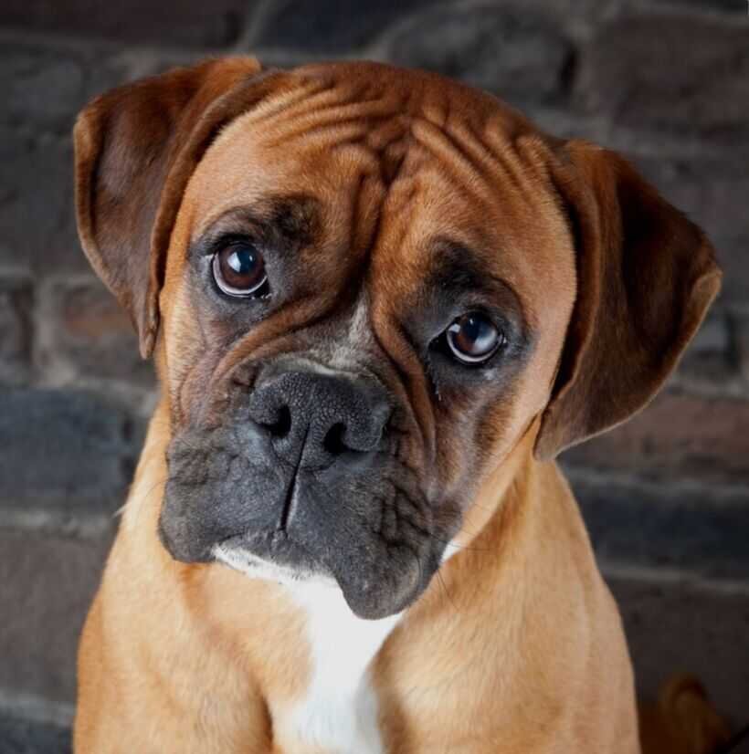 Милый щенок собаки породы "боксёр". Фото из свободного источника сети Интернет.