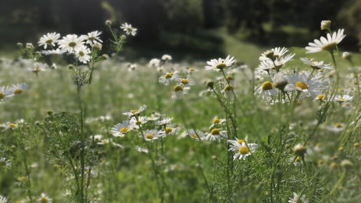 ФОТО: КСЕНИЯ ДУДАРЕВА/ЦАРЬГРАД
