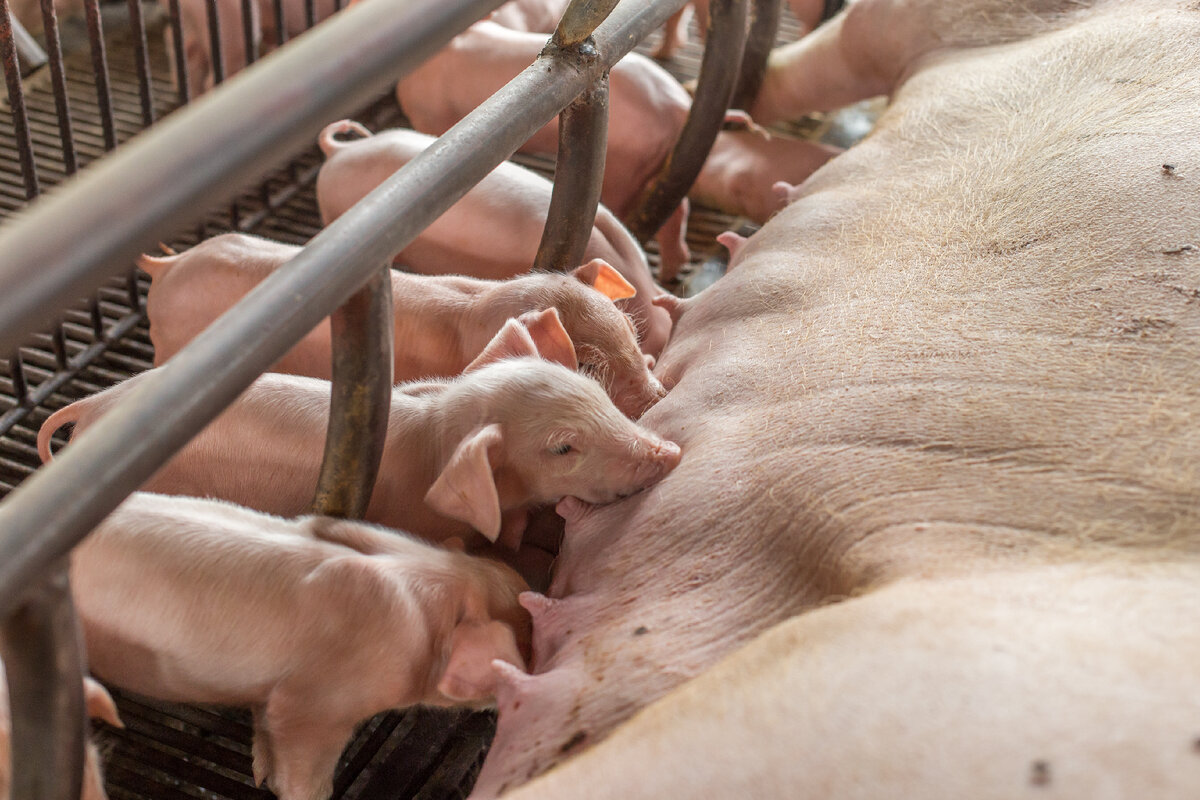 Фото из архива Мустанг Piglets