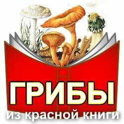 Виды грибов, занесенные в Красную книгу России.