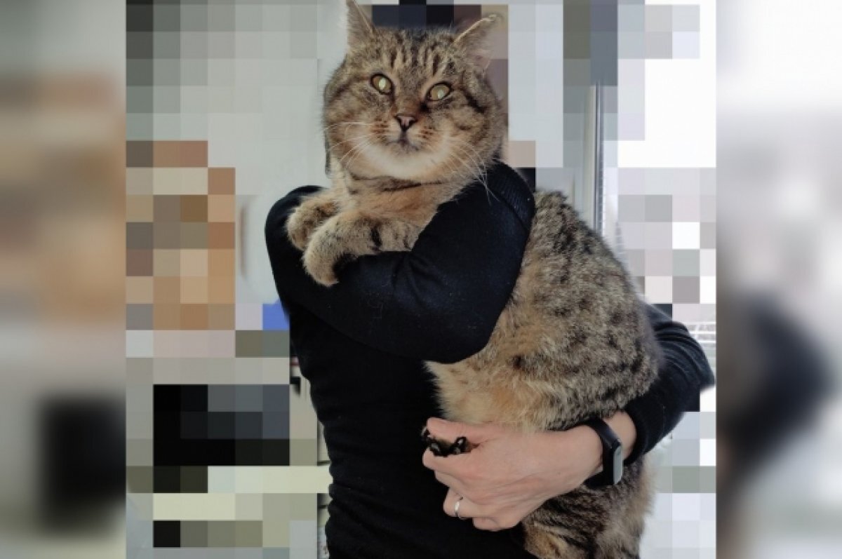    В центре Твери выбросили очень крупного кота, который ищет новую семью