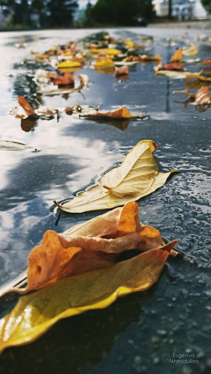 Осень, люблю тебя!