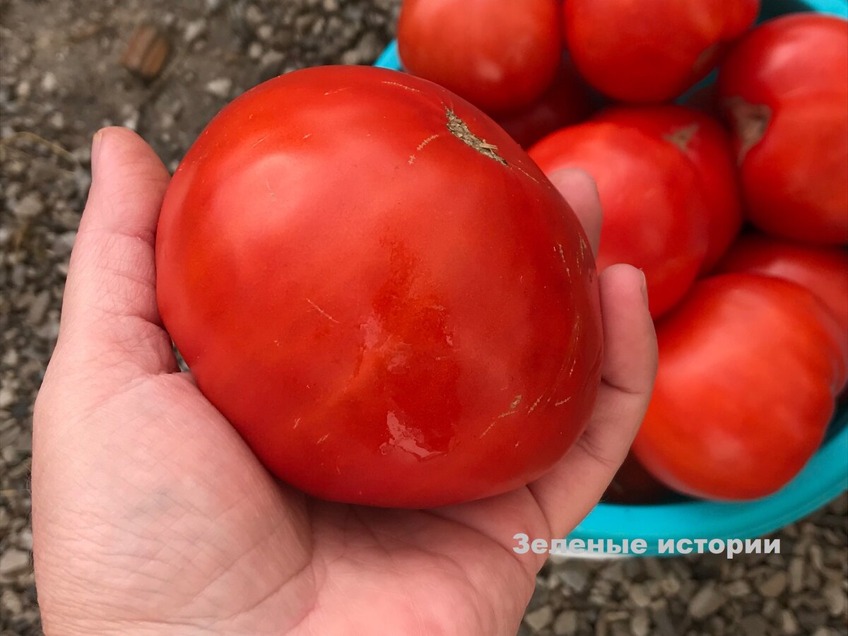 Беру семена томатов только “под крышечкой” и по 2 ведра с куста собираю(спасибо селекционеру, что подсказал)