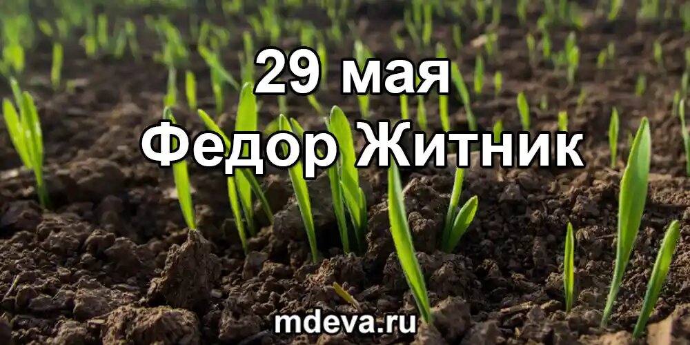 29 мая по народному календарю Федор Житник