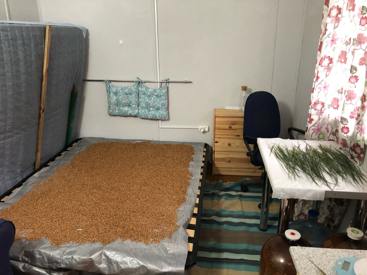 Сушка пшеницы. Фото автора.