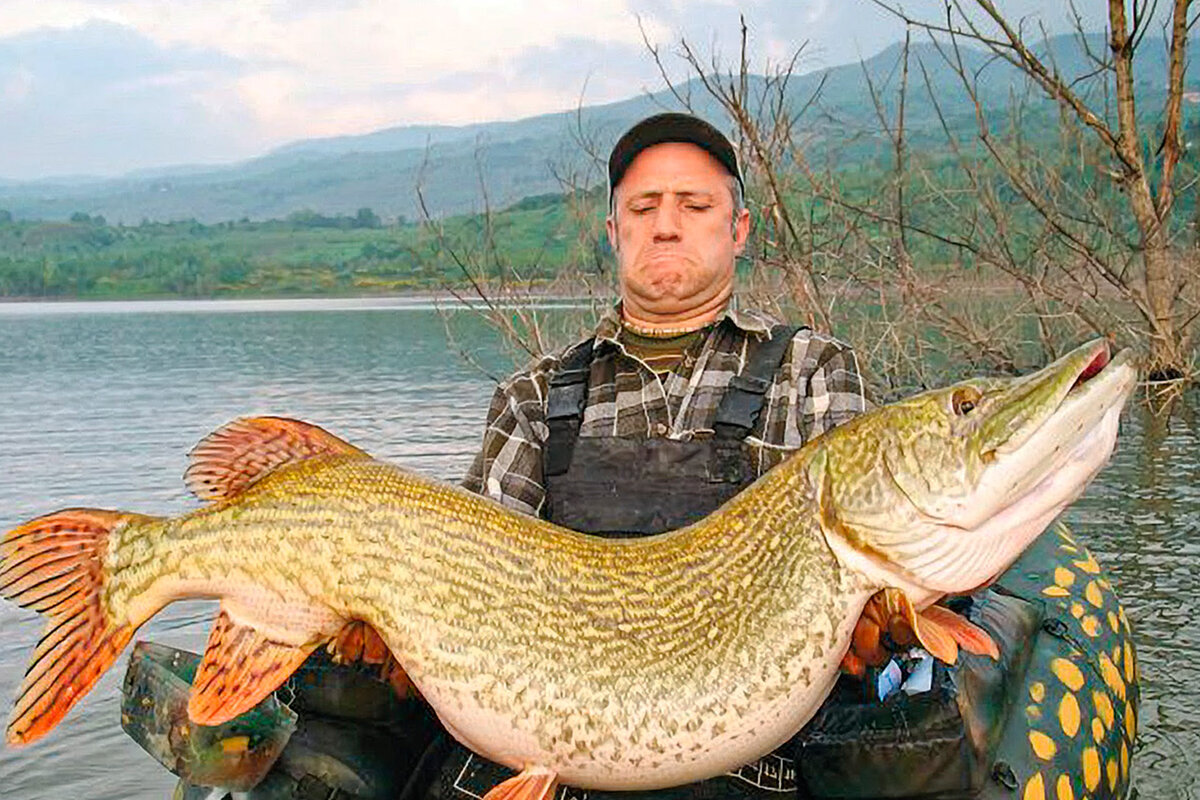 В интернете много фотографий с гигантскими щуками, но что мы о них знаем? (самая большая щука рекорд Гиннеса) (Фото для оформления заметки с https://yandex.ru/images)