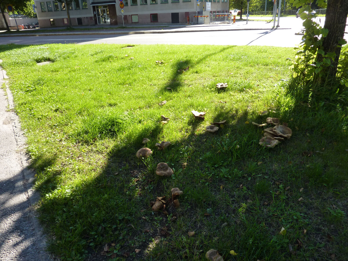 Было время, когда и в Санкт-Петербурге можно было встретить шампиньоны и вешенки на газонах. Но не уверена, что можно встретить сейчас. Наша экология их извела.