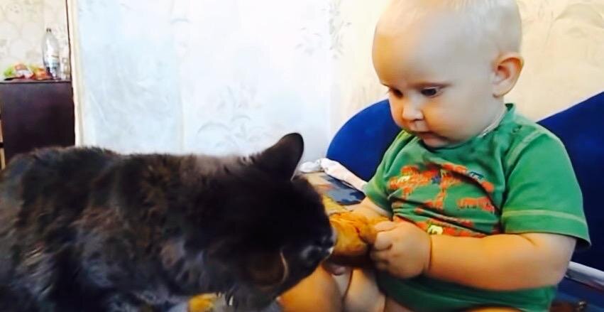 Дружба ребенка и кота. 