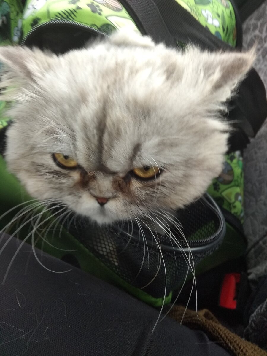 Мой новый кот