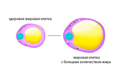 Жировая клетка рисунок