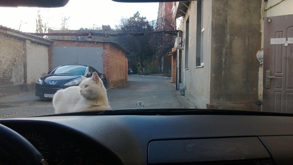 И не только кошки-водители, есть и киски-«накапотележатели». Эту кошку на фото зовут Белка, она знаменитая на весь инет «накапотележательница»