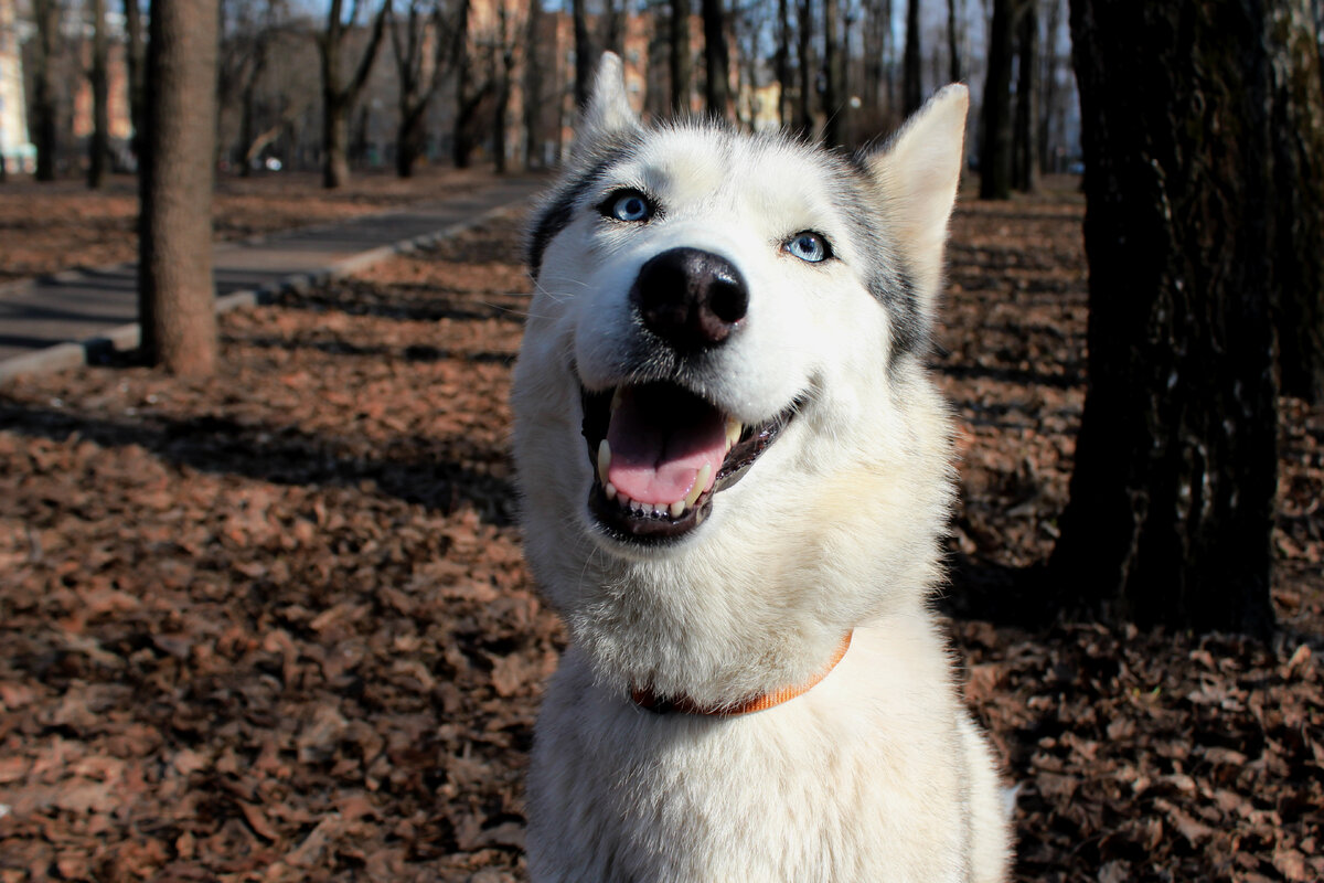 Наша Юви. Взяли её из @husky_help