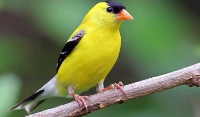 Источник фото: videogg.com 