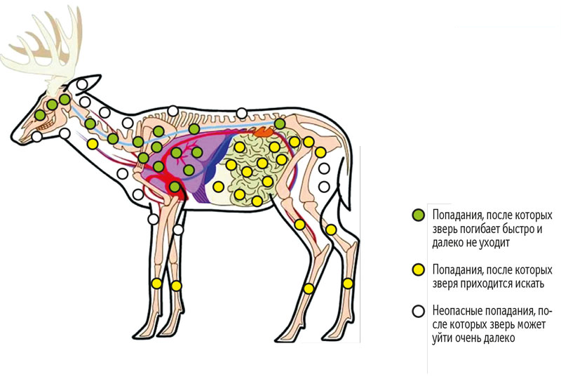 Убойные места лося схема