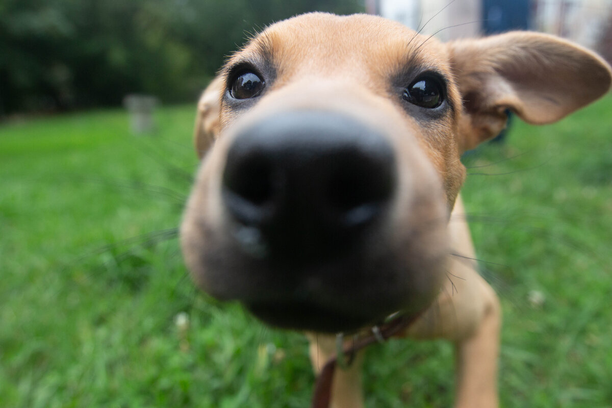 Афродита, 4 месяца. Ищет дом!