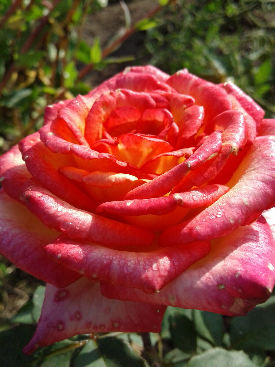 Роза чайно-гибридная Лео Ферре