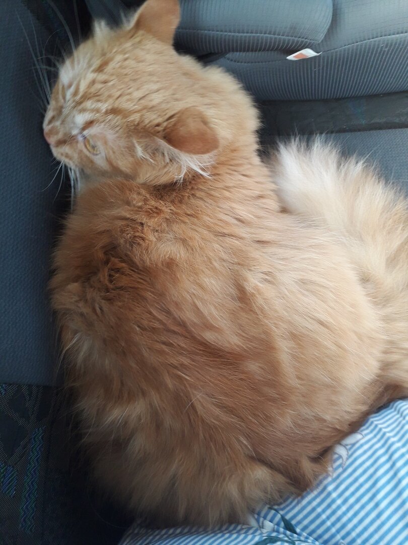 ...прижался головой к сиденью машины...