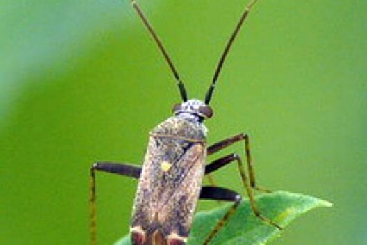 Картинка взята из открытых источников в интернете