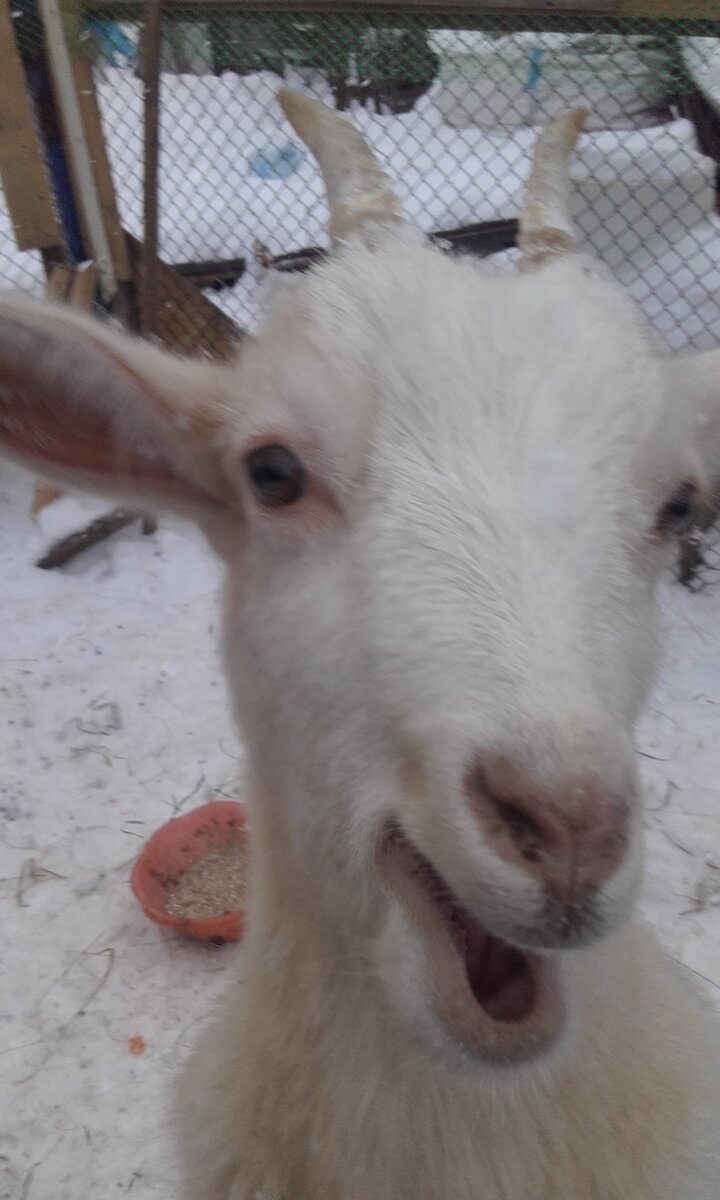 первая коза Маня