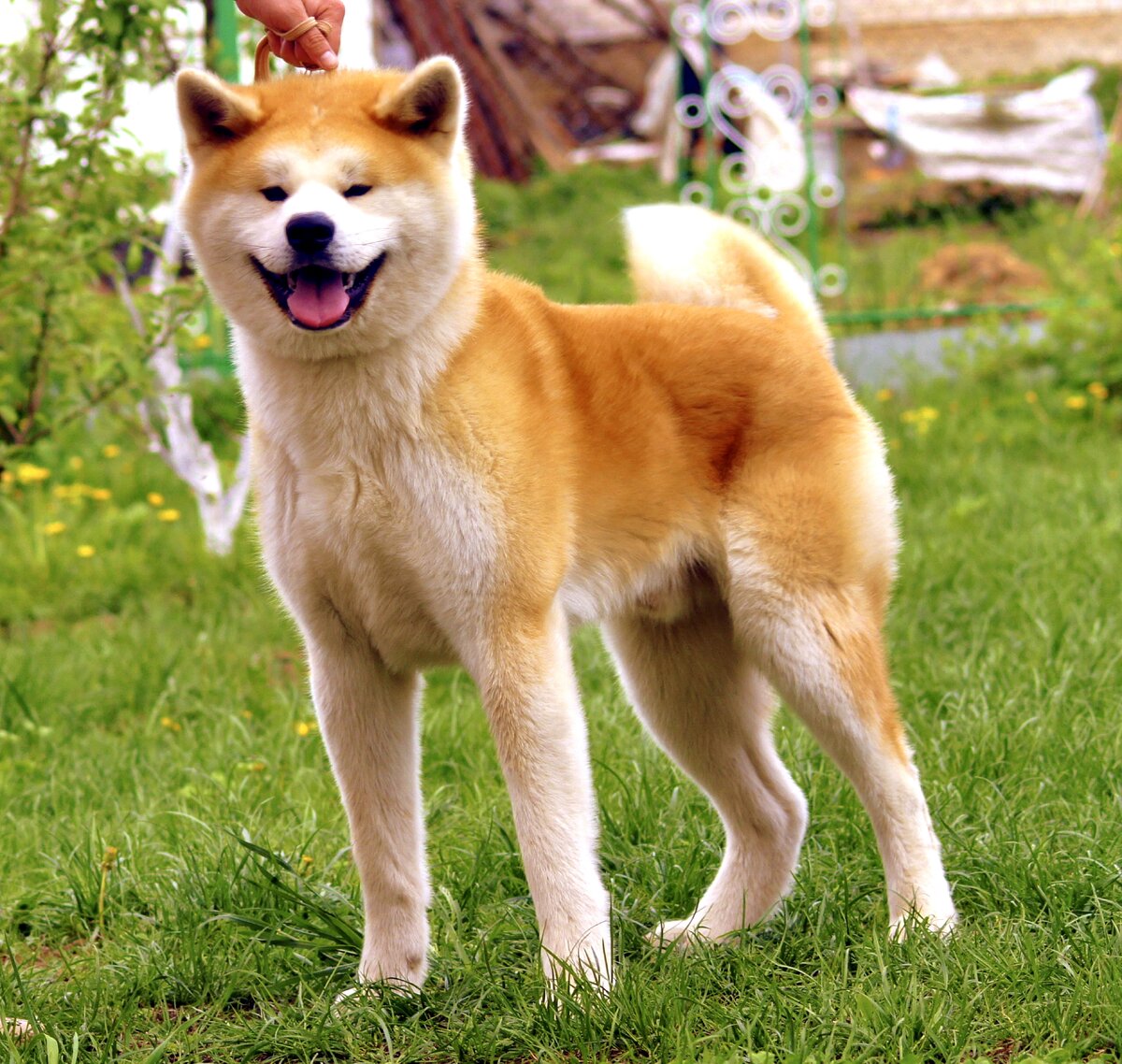 Собака-улыбака! 