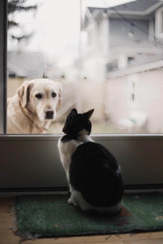 https://unsplash.com/photos/dD75iU5UAU4
