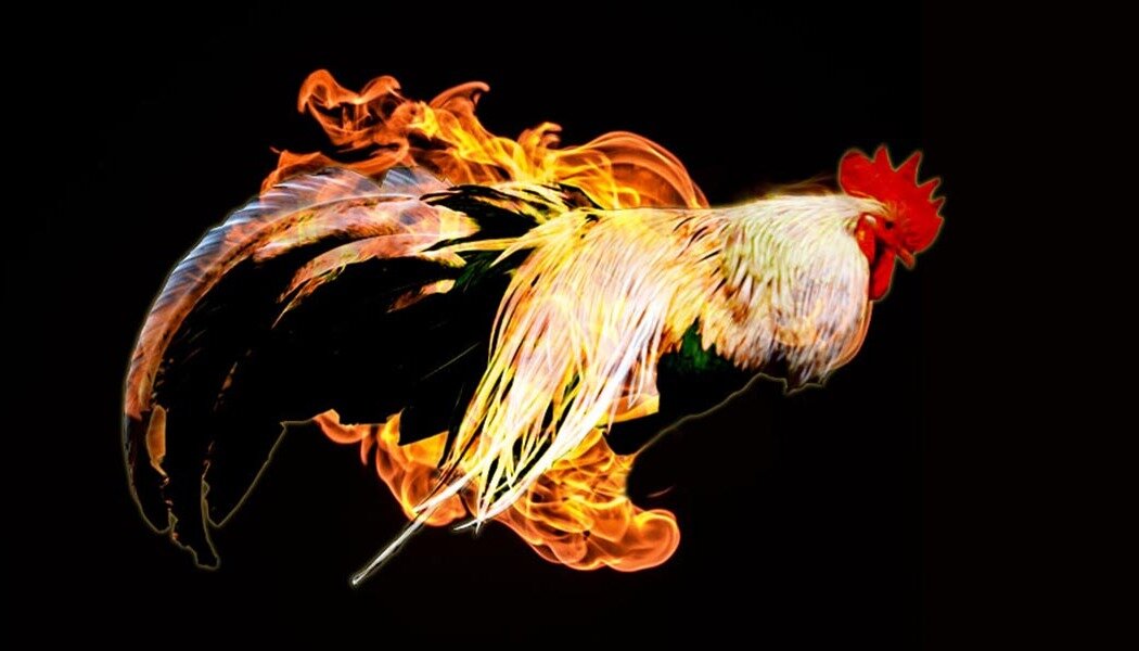 Петушок на заборе. Ты петушок. Огненный петушок. Не успеет трижды пропеть петух. Смешной петух.