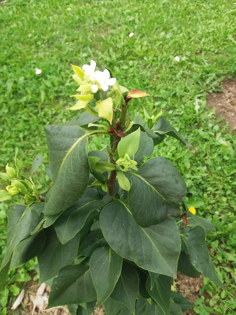 Молодой куст зацвел, теперь буду знать, что он белый. 
