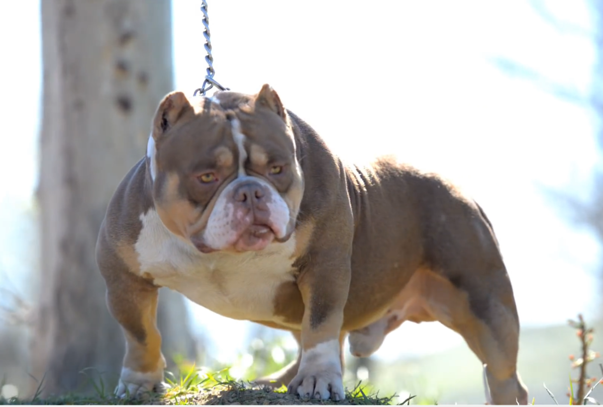 Питомник собак в крыму последние видео 2023. Питомник собак американский булли яна любомирова. Американ дрим булли. Питомник собак в крыму последние видео 2023. Американские булли яна крым питомник.