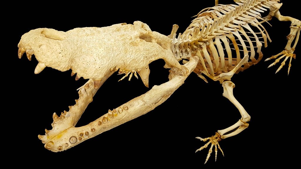 Скелет крокодила. Фото с www.flickr.com.